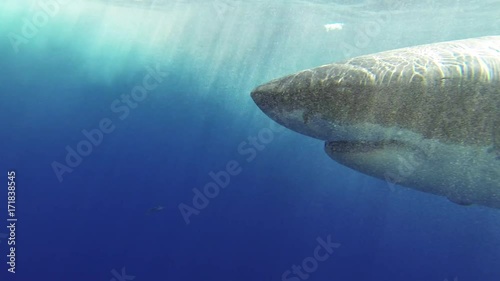 POV, jumping into ocean with great white shark