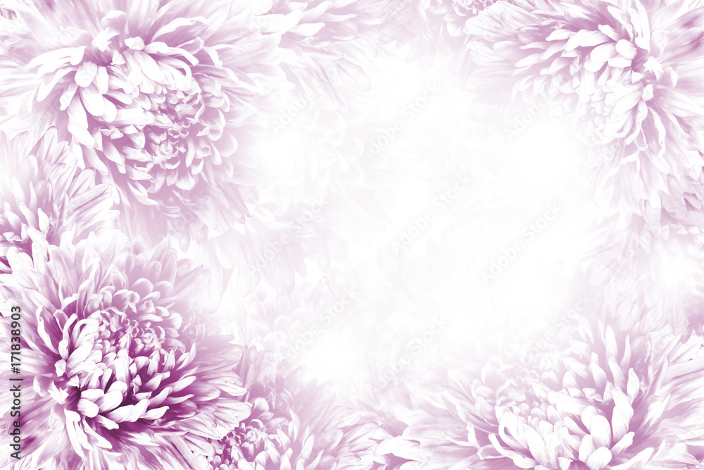 Floral pink-white beautiful background. Flower composition. Frame of white-pink flowers Asters on white background. Nature. Floral pink-white beautiful background. Flower composition. Frame of white-pink flowers Asters on white background. Nature.