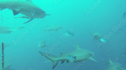 Wallpaper Mural Tropical fish and sharks in murky Fiji water, POV Torontodigital.ca