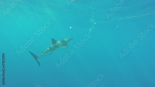 Fiji, great white shark speeds up to attack bait