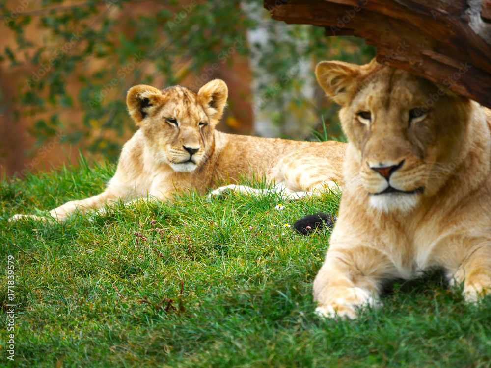 Lion Lion