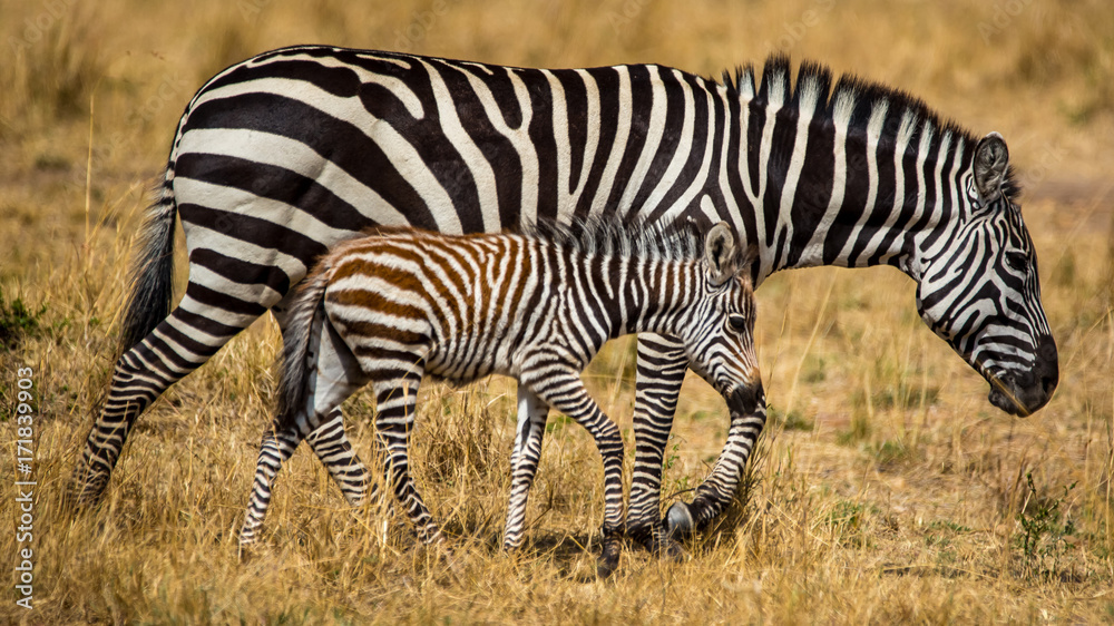 Fototapeta premium Zebra Mother and Child