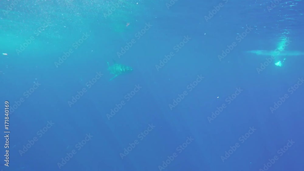Great white shark speeds after moving bait, POV Great white shark speeds after moving bait, POV