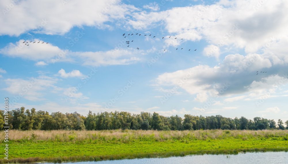 Geese flying over nature in sunlight in summer Geese flying over nature in sunlight in summer