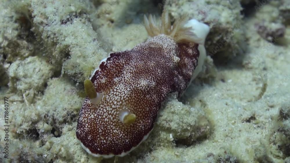 strawberry nudibranch on the sand 2 strawberry nudibranch on the sand 2