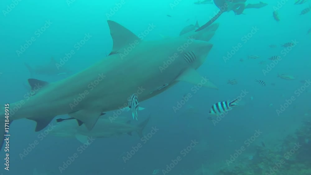 Herd of sharks swim over scuba divers, POV Herd of sharks swim over scuba divers, POV