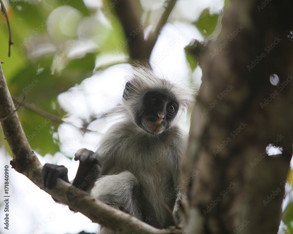 Fototapeta premium Sansibar Stummelaffe