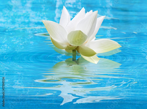  fleur blanche de lotus sur eau bleue 