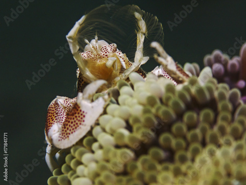 Spotted porcelain crab, Porzellankrabbe (Neopetrolisthes maculatus)