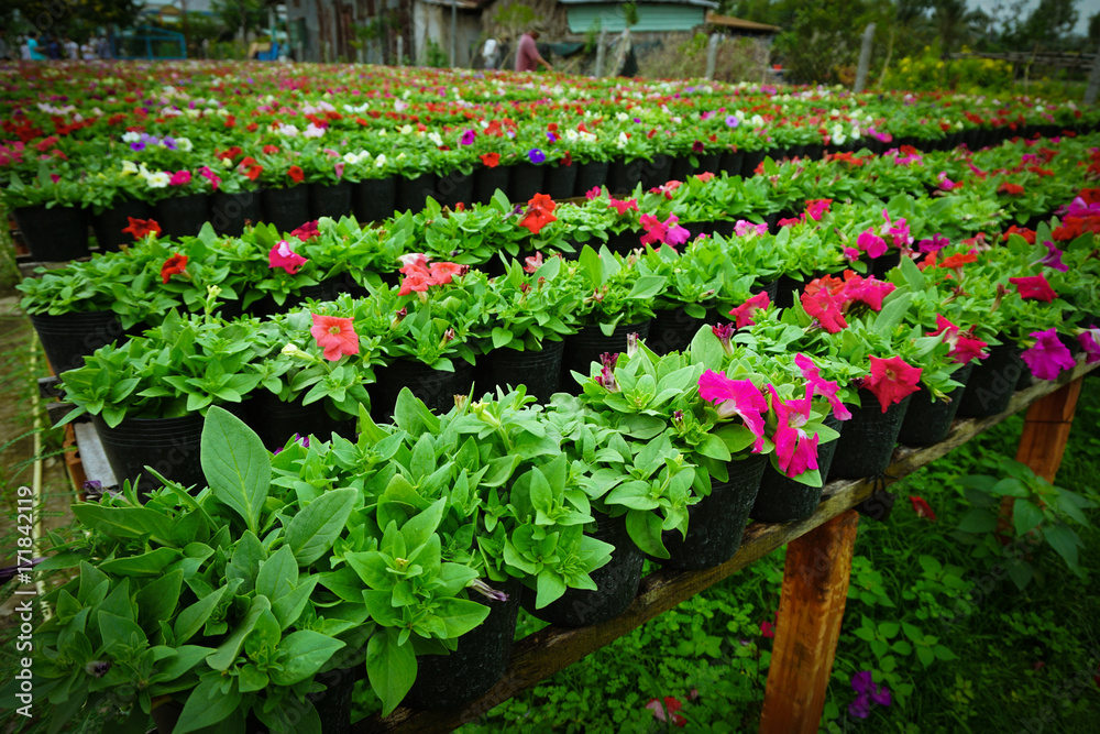 Beds of flower as traditional planting