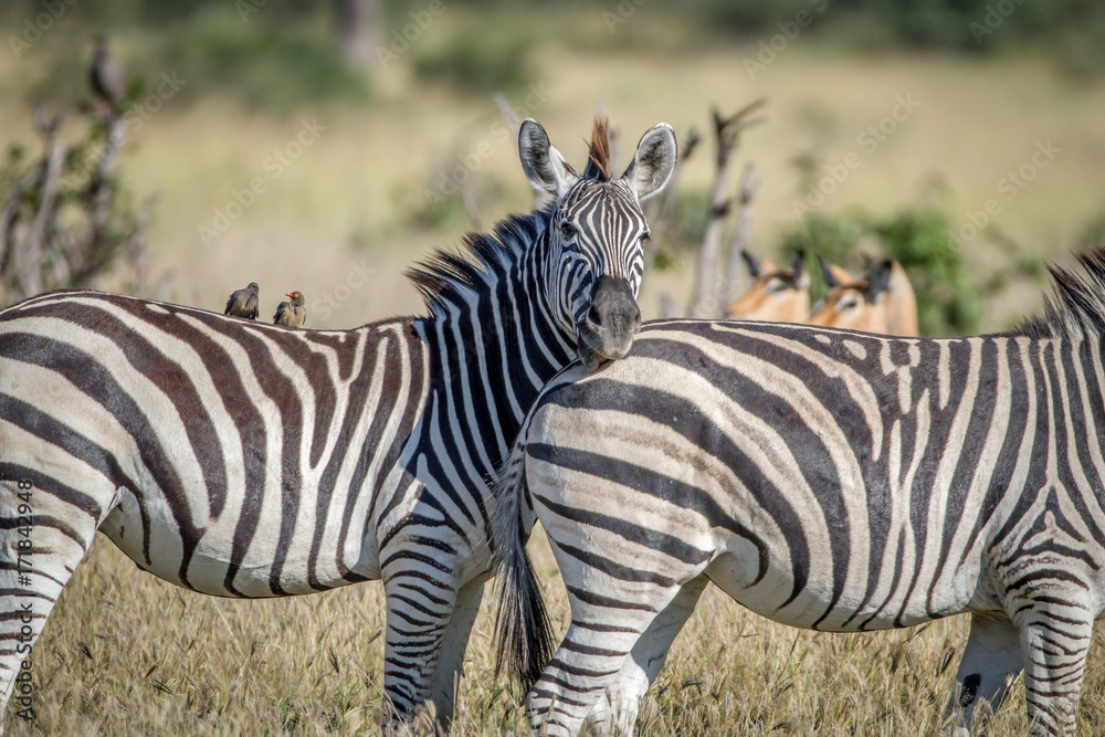 Obraz premium Zebra starring at the camera in Chobe.