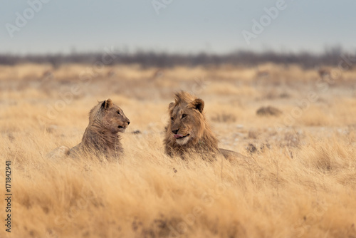 Lions