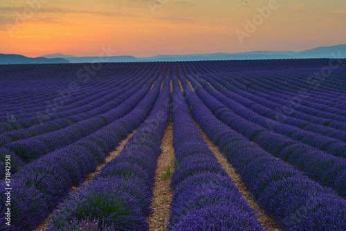 Valensole lavender fields