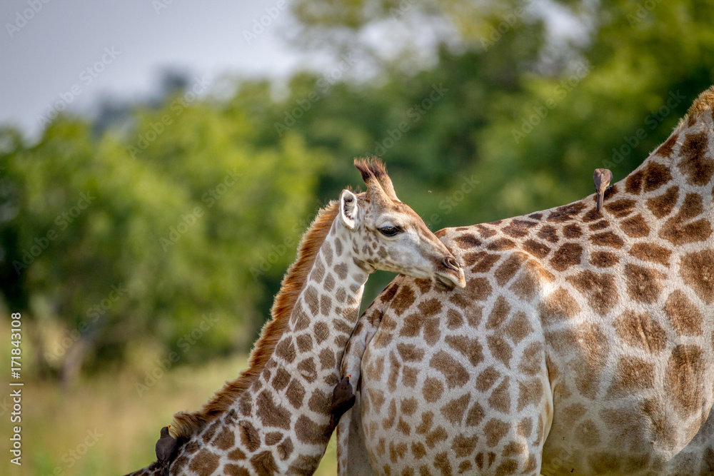 Giraffe young standing with his mother. Giraffe young standing with his mother.