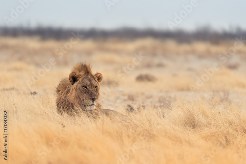 Schilderij op canvas Lions