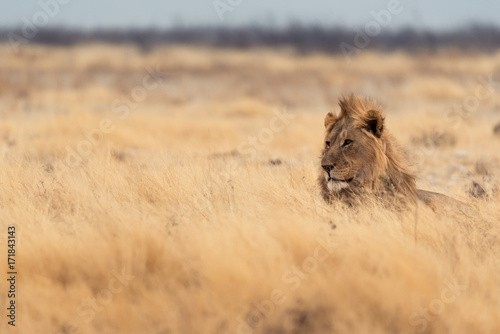 Lions