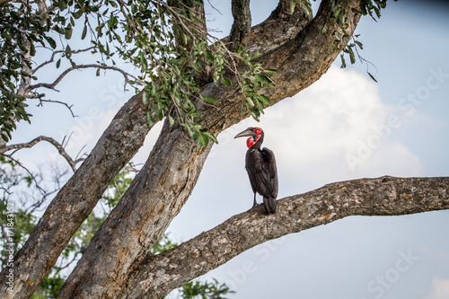 Southern ground hornbill sitting in a tree. photo