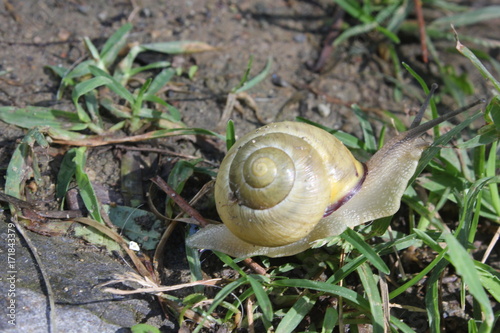 yellow snail walking in the grass in a garden in Italy