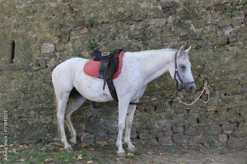 LASTRA A SIGNA, ITALY - AUGUST 30 2015: Horse tied on a wall in the city of Lastra a Signa, Italy © greta gabaglio