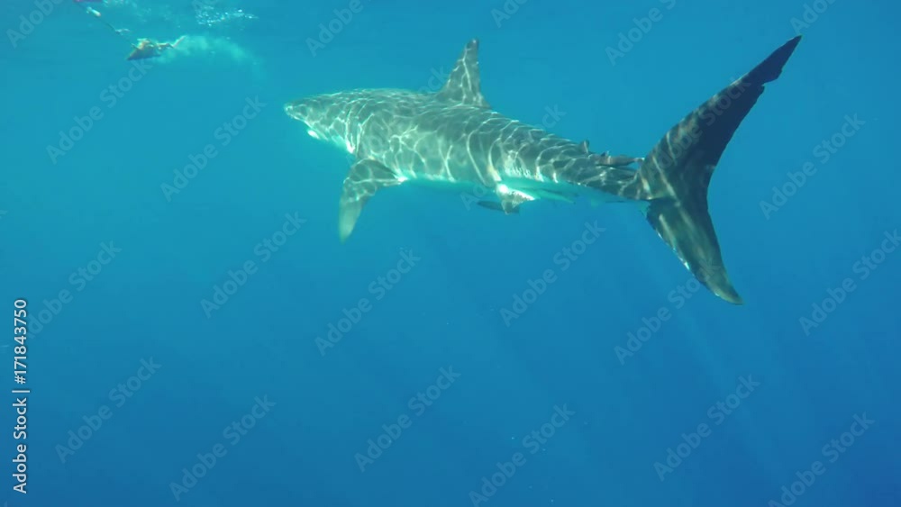 Great white shark chases moving bait, cage diving POV Great white shark chases moving bait, cage diving POV