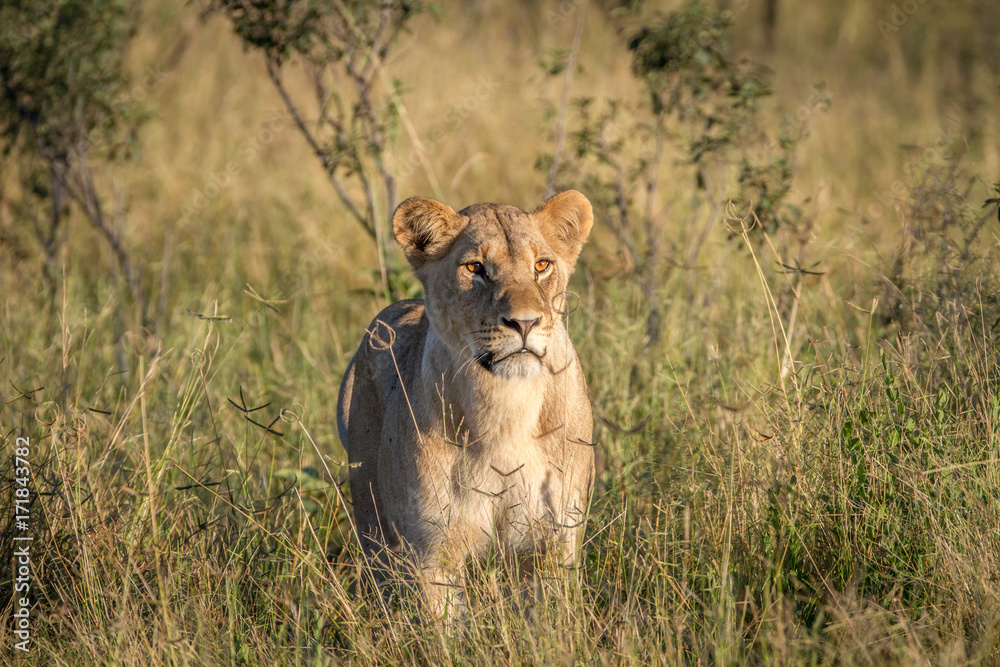 Lion standing in the grass in Chobe. Lion standing in the grass in Chobe.