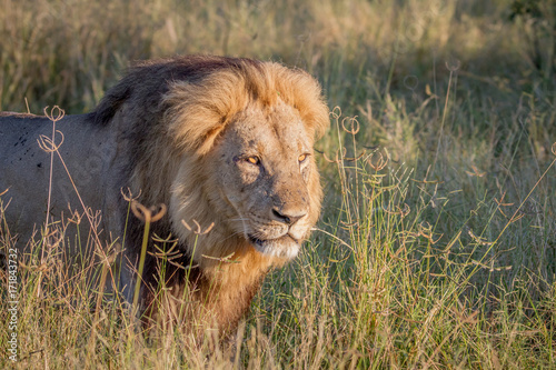 Big male Lion walking in the high grass.