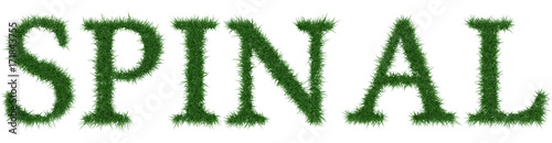 Spinal - 3D rendering fresh Grass letters isolated on whhite background.
