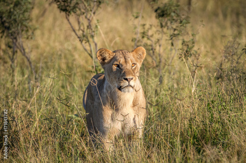Lion standing in the grass in Chobe.