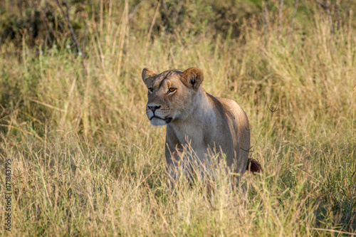 Lion standing in the grass in Chobe.