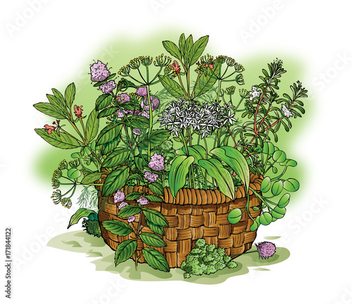 Herbal arrangement in a vintage basket full of natural healthy herbs