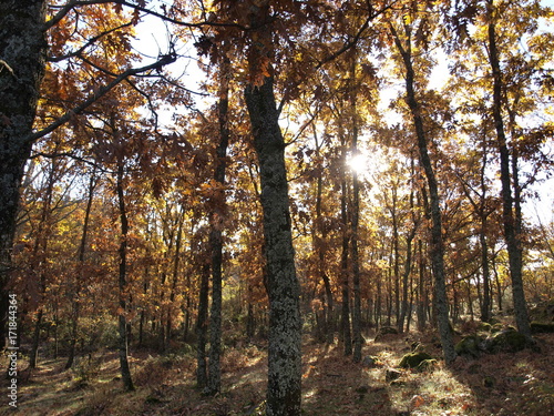 Forest in autumn brown leaves falling woods