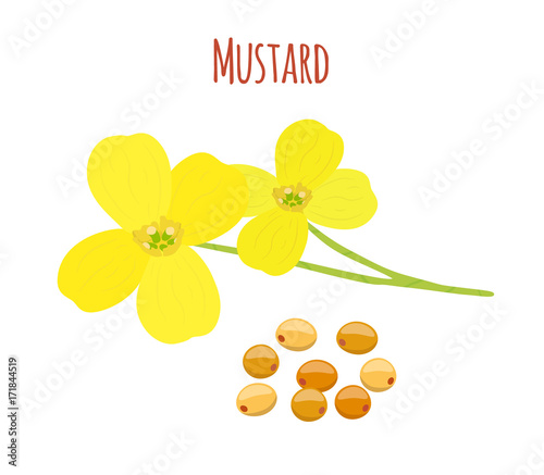 Mustard flower, seeds. Organic condiment. Cartoon flat style. Vector illustration