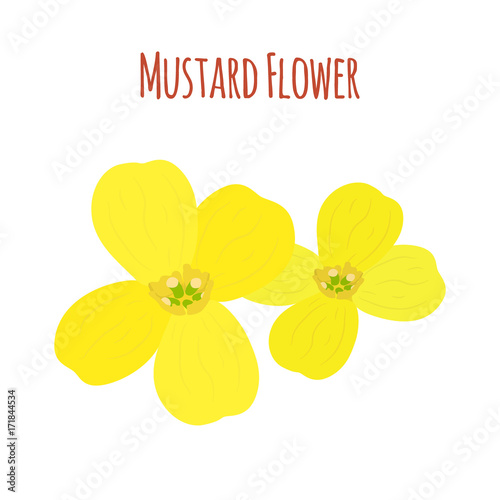 Mustard flower. Organic condiment. Cartoon flat style. Vector illustration