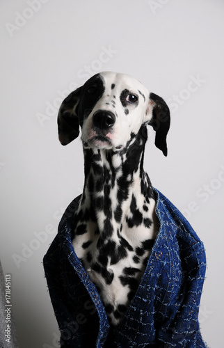 Fotografia Dog dalmatian in a blue jacket on a white background