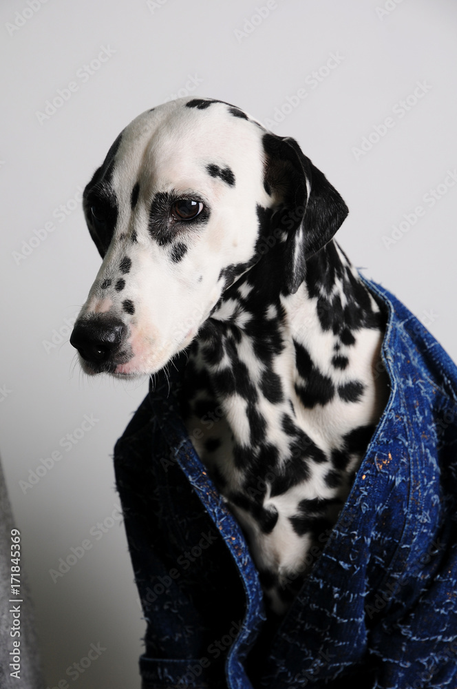 Dog dalmatian in a blue jacket on a white background. Funny portrait with serious face