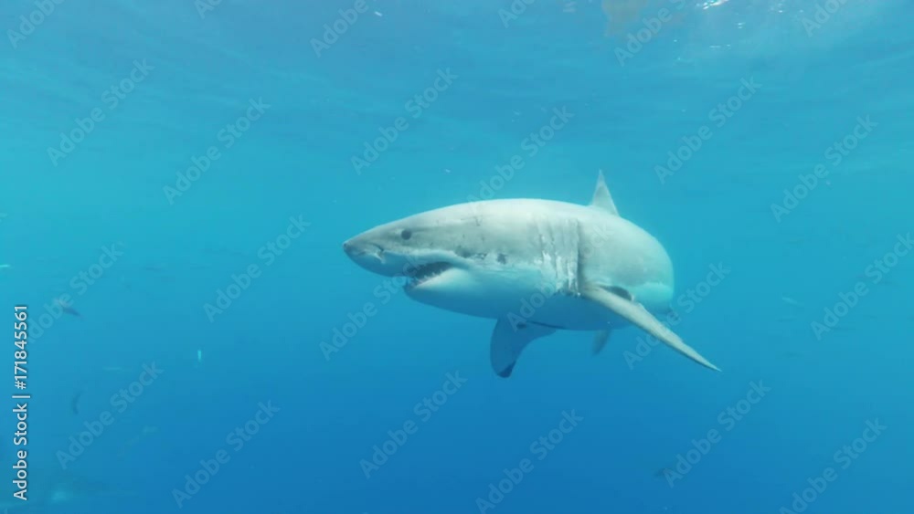 POV, great white shark takes bait in Fiji POV, great white shark takes bait in Fiji