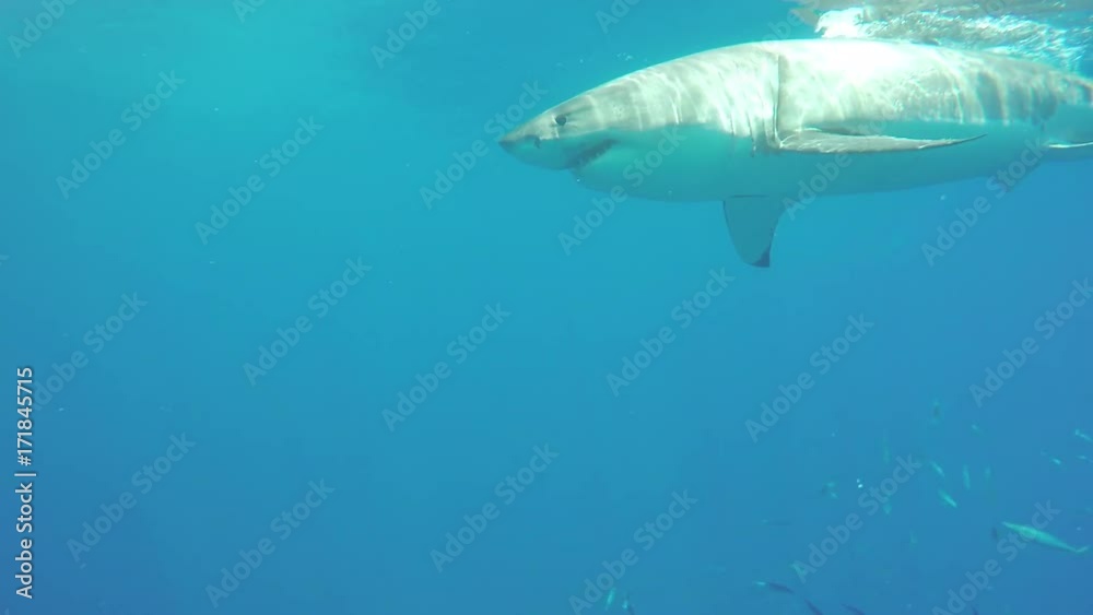 Great white shark misses bait near shark cage, POV Great white shark misses bait near shark cage, POV