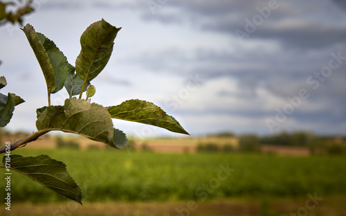 Leafs