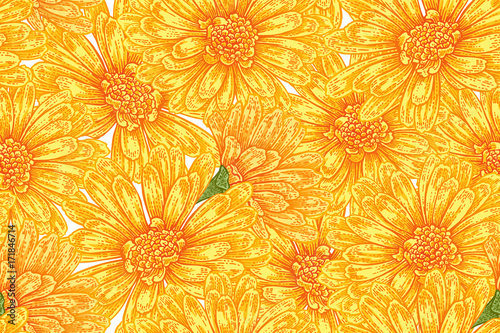 Seamless botanical pattern with calendula flowers. Vector illustration vintage