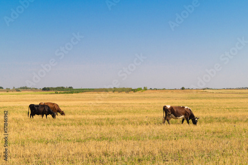 Two brown cows graze on dried pasture © Anastasia Gapeeva