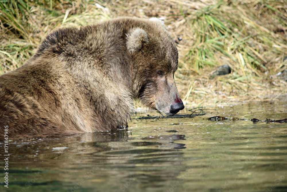 Obraz premium GRIZZLI - ALASKA