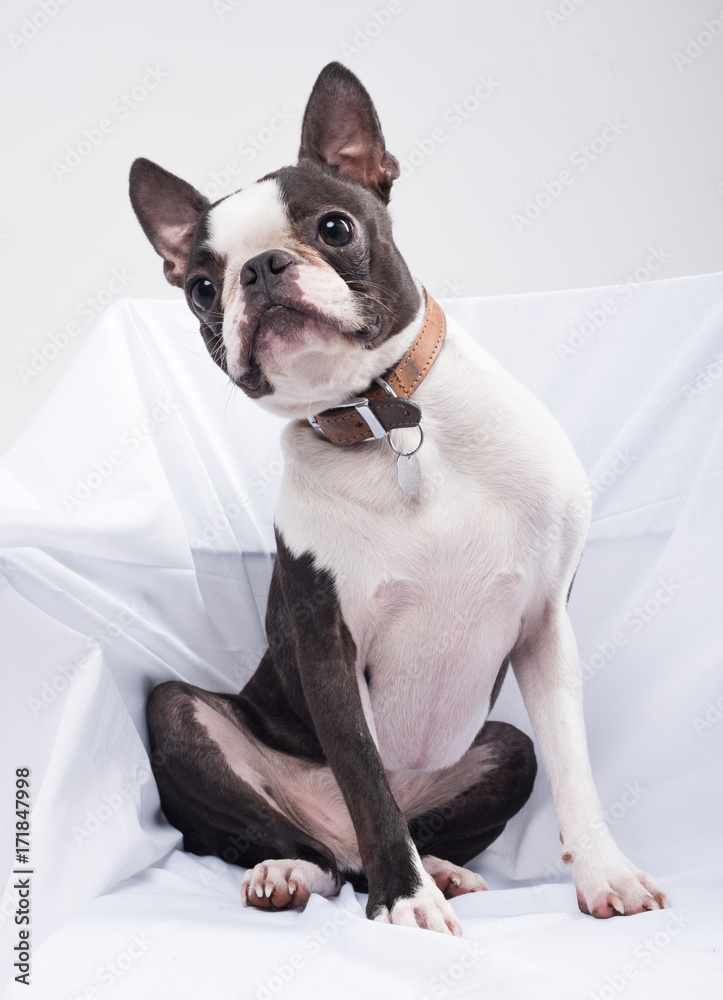 A beautiful young boston terrier dog isolated in a white studio on white sheets. the boston terrier dog has big pointy ears and is very cute.