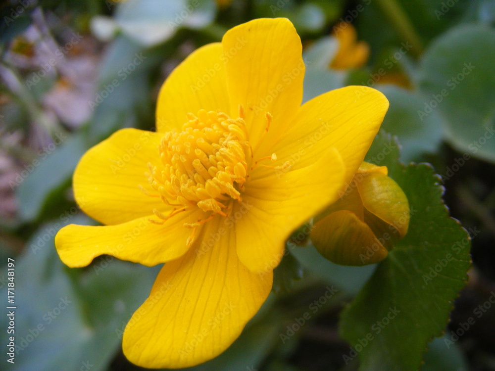 Ficaria verna with bright yellow flowers Ficaria verna with bright yellow flowers