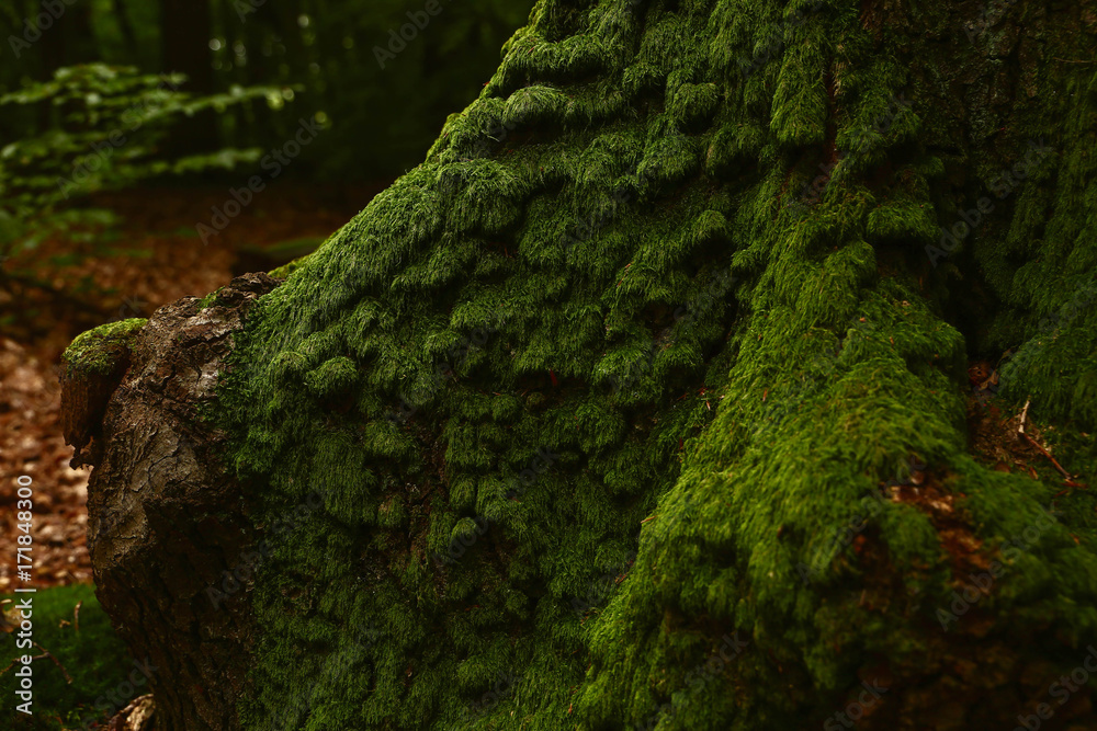 Obraz premium Bemooster Baumstamm