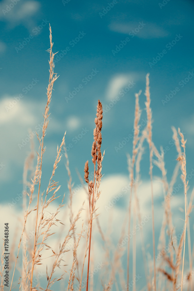 Dry grass and sky
