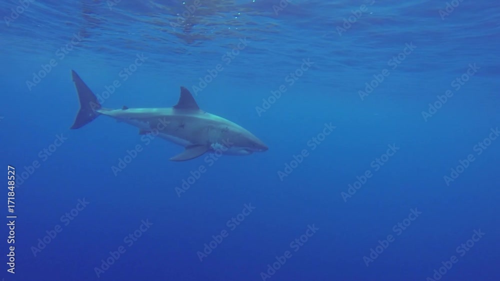 Cage diving POV, great white shark in open ocean Cage diving POV, great white shark in open ocean
