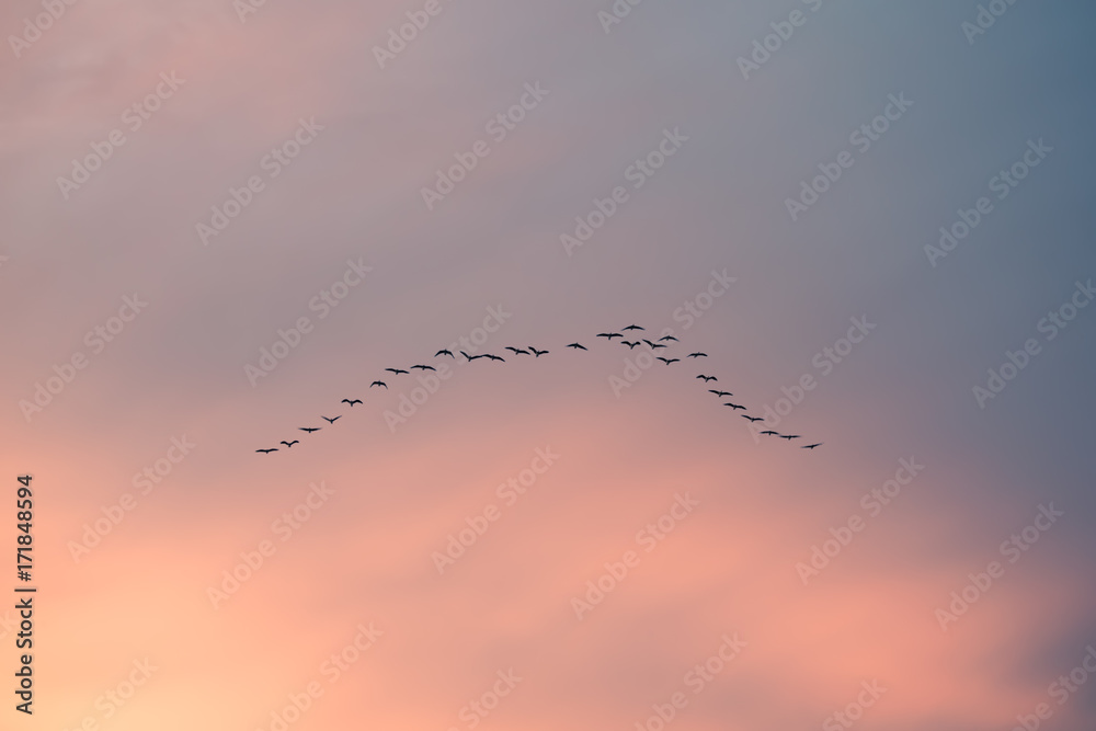Formation of Birds on a Soft Pastel Sky Formation of Birds on a Soft Pastel Sky