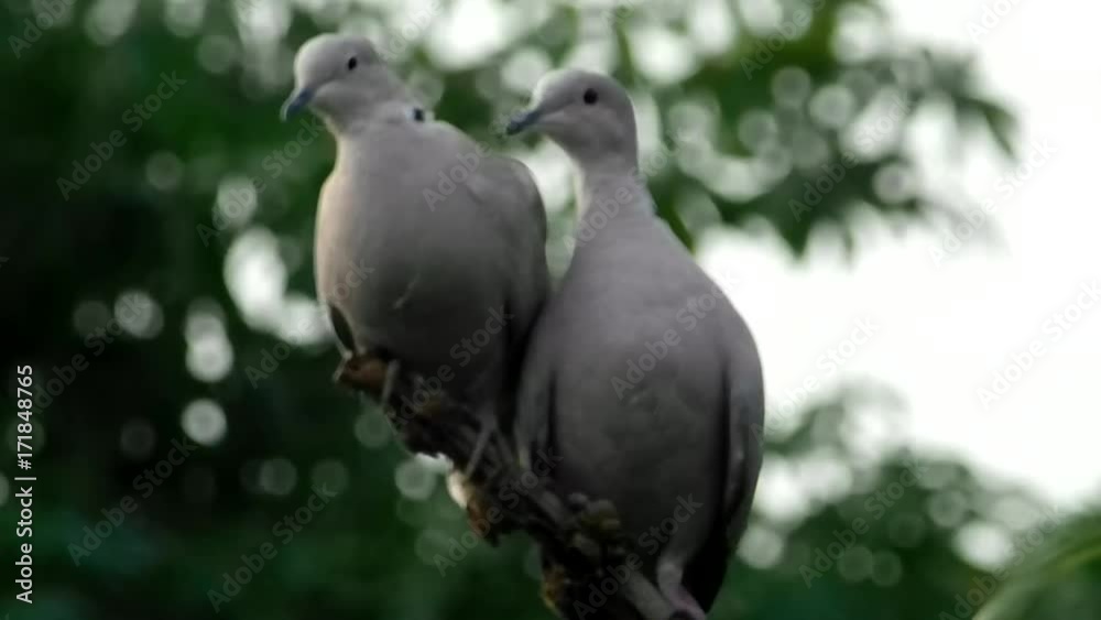 the two bird are love each other . the birds are romance on tree the two bird are love each other . the birds are romance on tree