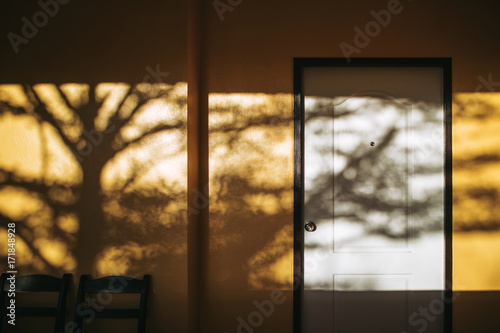 Shadow of the tree on yellow wall and door.