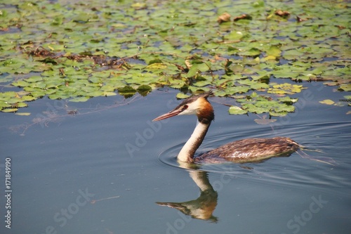 A rare specie of duck on Lake Skadar, Montenegro. Lake Skadar national park, southeast europe. 